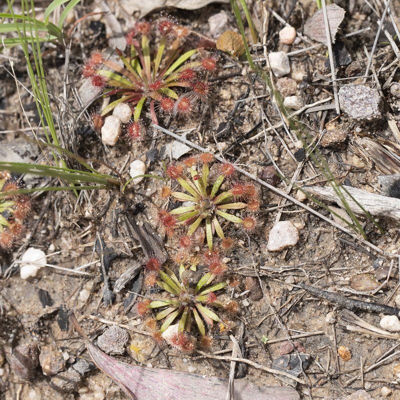 Drosera dilatatopetiolaris, photographed by Kym Nicolson