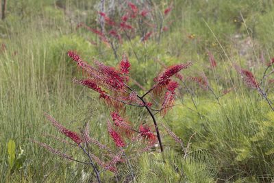 Grevillea dryandri, photographed by Kym Nicolson
