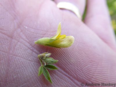 Pearsonia cajanifolia, photographed by Andrew Hankey