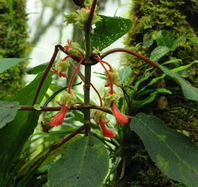 Glossoloma schultzei, photographed by Todd Boland