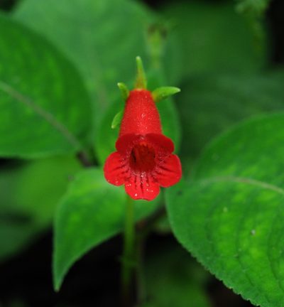 Kohleria inaequalis, photographed by Todd Boland