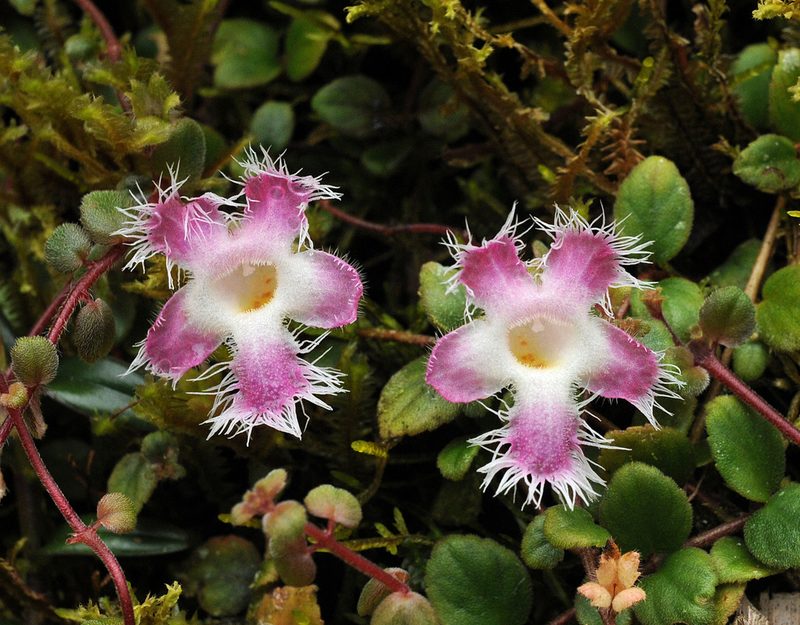 Neomortonia rosea, photographed by Todd Boland