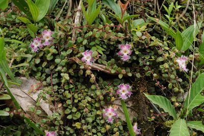 Neomortonia rosea, photographed by Todd Boland