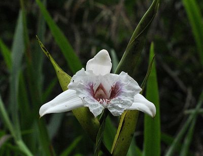 Sobralia pulcherrima, photographed by Todd Boland