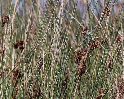 Juncus rigidus, photographed by Dave Brown