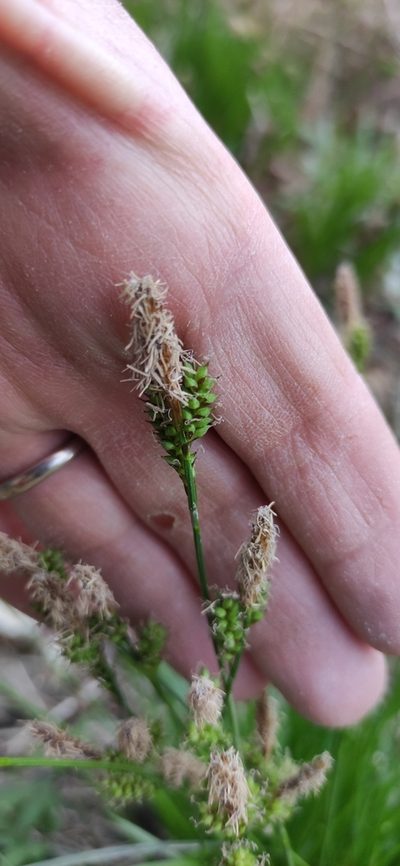 Carex umbrosa, photographed by Andrea Mologni