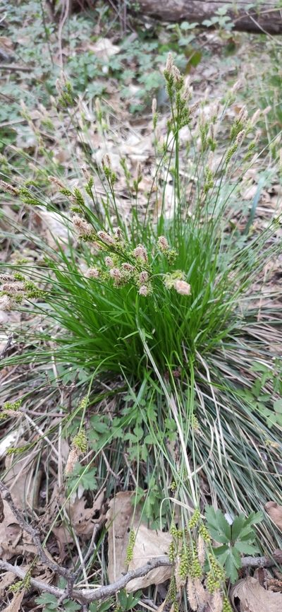 Carex umbrosa, photographed by Andrea Mologni