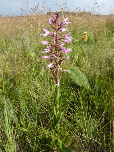 Disa nervosa, photographed by Andrew Hankey