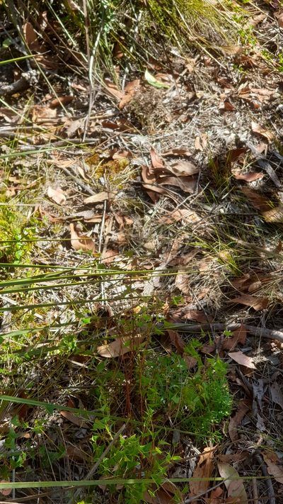 Eriochilus collinus, photographed by Rosalie Lawrence