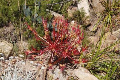 Brunsvigia marginata, photographed by Tony Rebelo