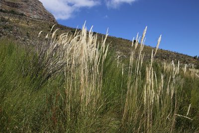 Capeochloa cincta, photographed by Tony Rebelo