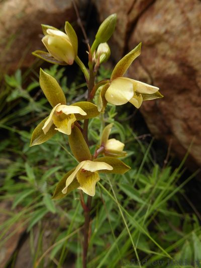Eulophia coddii, photographed by Andrew Hankey