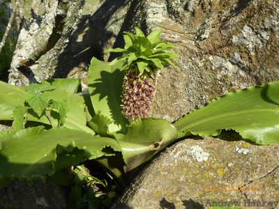 Eucomis montana, photographed by Andrew Hankey
