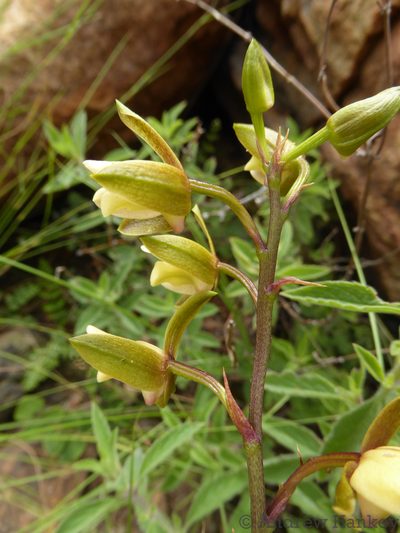 Eulophia coddii, photographed by Andrew Hankey