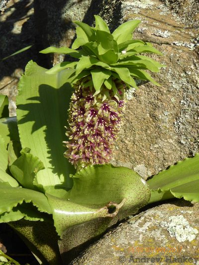 Eucomis montana, photographed by Andrew Hankey