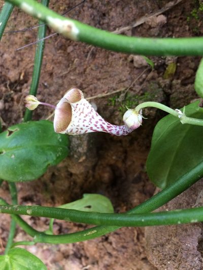 Ceropegia distincta, photographed by Sunčana Bradley