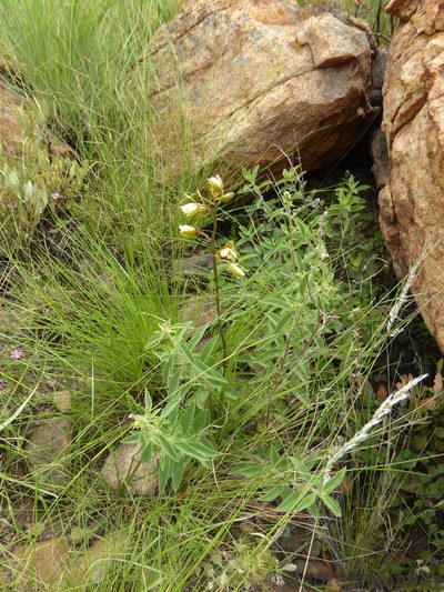 Eulophia coddii, photographed by Andrew Hankey