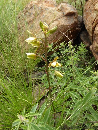 Eulophia coddii, photographed by Andrew Hankey