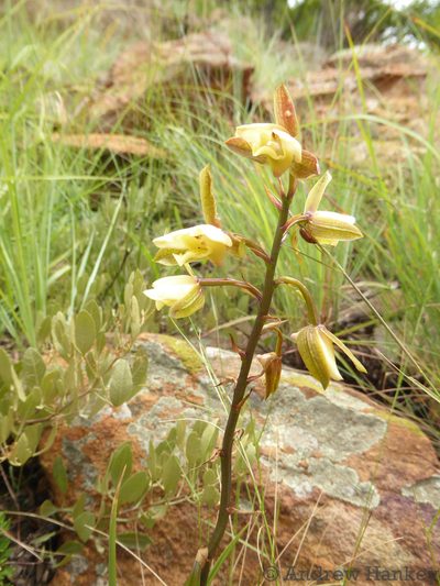 Eulophia coddii, photographed by Andrew Hankey