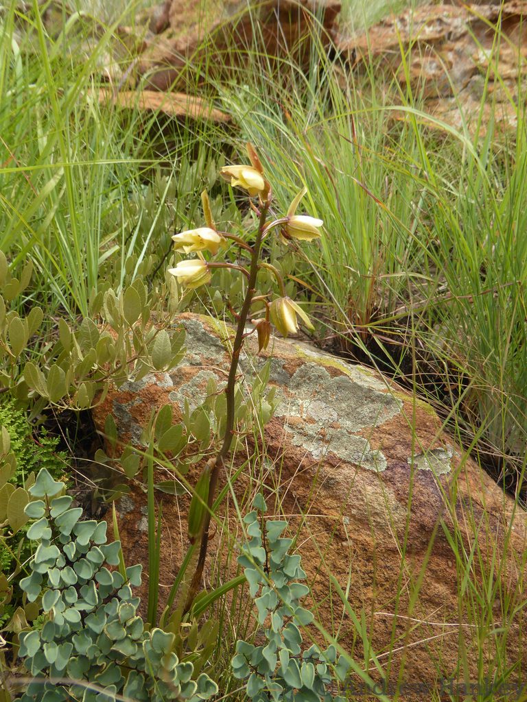 Eulophia coddii, photographed by Andrew Hankey