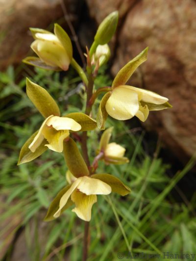 Eulophia coddii, photographed by Andrew Hankey