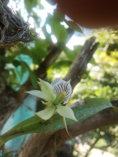 Prosthechea fragrans, photographed by Lesley Aguirre