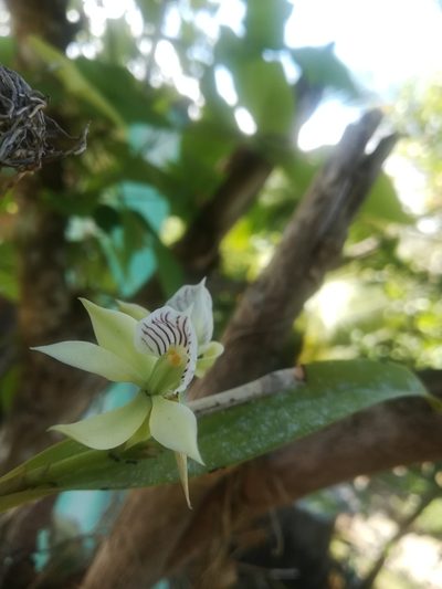 Prosthechea fragrans, photographed by Lesley Aguirre