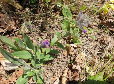 Pulmonaria longifolia, photographed by tarareare