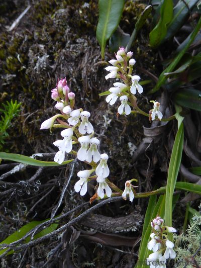 Disa saxicola, photographed by Andrew Hankey
