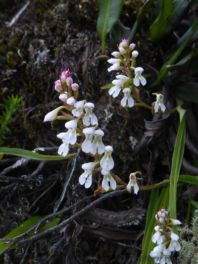 Disa saxicola, photographed by Andrew Hankey
