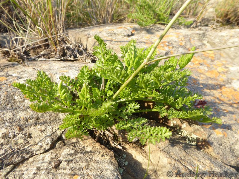 Annesorhiza wilmsii, photographed by Andrew Hankey