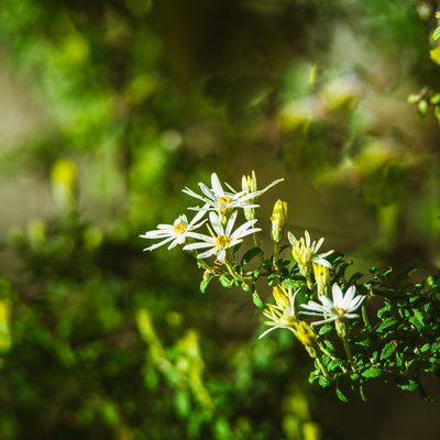 Olearia phlogopappa, photographed by Ink-Kawinwit Kittipalawattanapol