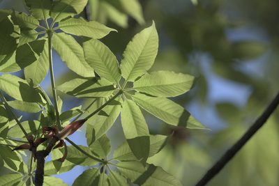 Aesculus chinensis, photographed by Wang.QG