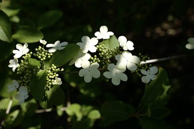 Viburnum macrocephalum, photographed by Wang.QG