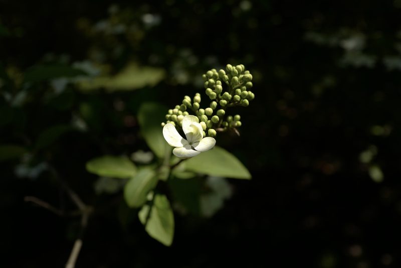 Viburnum macrocephalum, photographed by Wang.QG