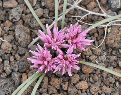 Allium parvum, photographed by Todd Boland