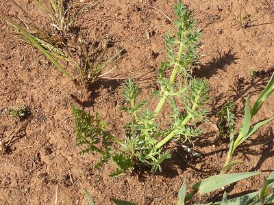 Afrosciadium magalismontanum, photographed by Andrew Hankey