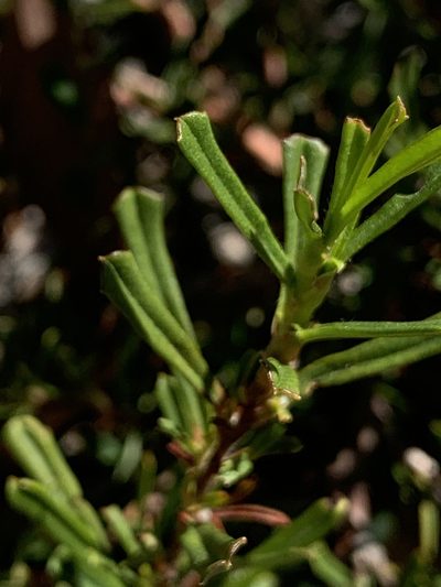 Hibbertia racemosa, photographed by Mark Cliff