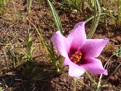 Hibiscus malacospermus, photographed by Andrew Hankey