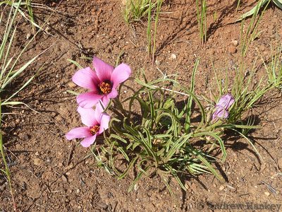Hibiscus malacospermus, photographed by Andrew Hankey