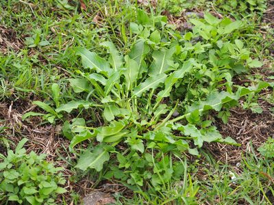 Rumex japonicus, photographed by 葉子