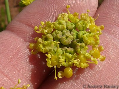 Afrosciadium magalismontanum, photographed by Andrew Hankey