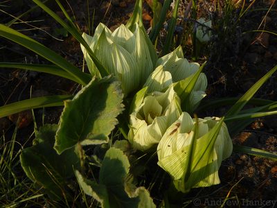 Colchicum striatum, photographed by Andrew Hankey