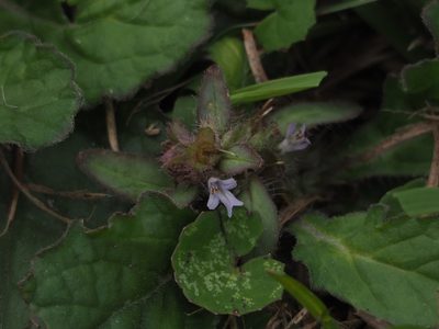 Ajuga taiwanensis, photographed by 葉子