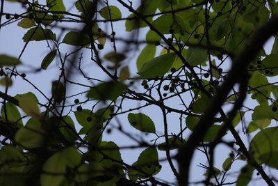 Flacourtia indica, photographed by Dinesh Valke