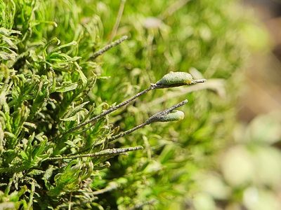 Timmia megapolitana, photographed by Jonathan Hughes