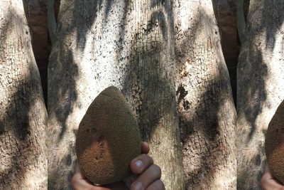 Pouteria sapota, photographed by Sebastián de Jesús Herrera Buenfil