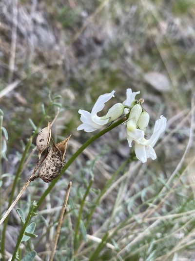 Astragalus reventiformis, photographed by Matt Berger