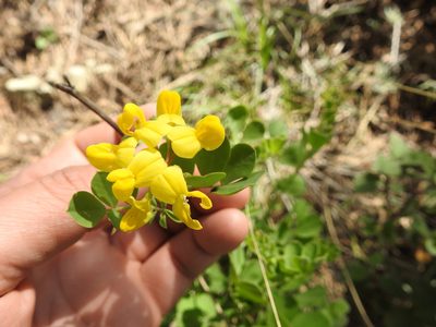 Coronilla valentina, photographed by Aissa Djamel Filali