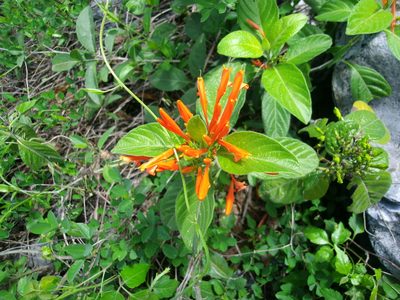 Justicia spicigera, photographed by Luc Wyn